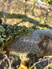 Lecanora carpinea