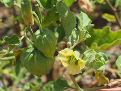 Physalis viscosa