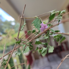 Lantana montevidensis