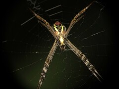 Argiope aetheroides