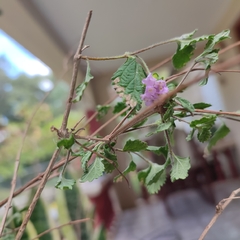 Lantana montevidensis