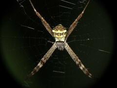 Argiope aetheroides
