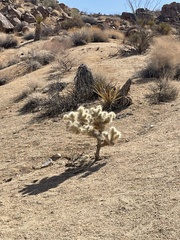 Cylindropuntia bigelovii