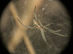 Cyrtophora cicatrosa