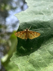 Conogethes punctiferalis