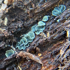 Chlorosplenium