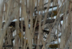 Troglodytes troglodytes
