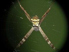 Argiope aetheroides
