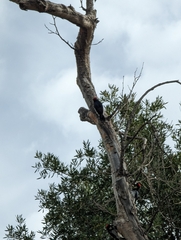Melanerpes formicivorus