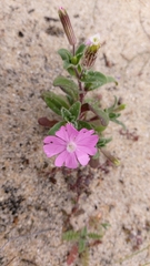Silene littorea