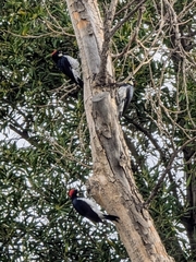 Melanerpes formicivorus