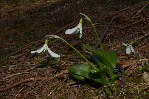 Snowdrop (Galanthus krasnovii)