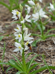 Chlorophytum tuberosum