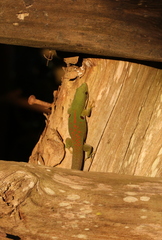 Phelsuma quadriocellata