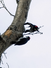 Melanerpes formicivorus