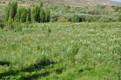 Sophora alopecuroides