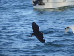 Egretta garzetta dimorpha