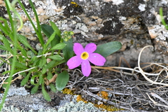 Primula angustifolia