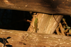 Phelsuma quadriocellata