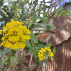 Stigmaphyllon emarginatum