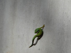 Phelsuma quadriocellata