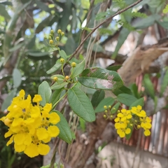 Stigmaphyllon emarginatum