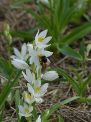 Chlorophytum tuberosum
