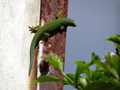 Phelsuma quadriocellata