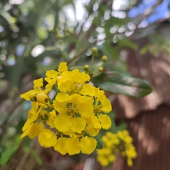 Stigmaphyllon emarginatum