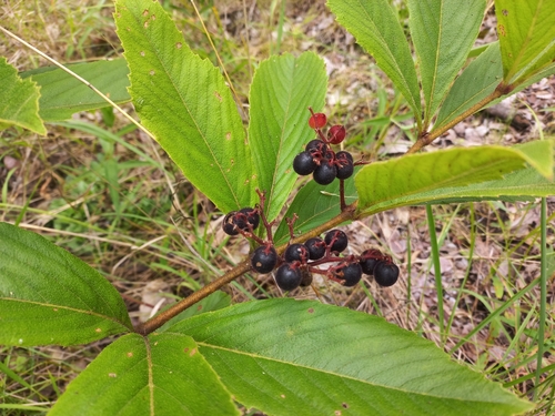 Cyphostemma crotalarioides image