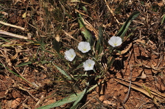 Convolvulus lineatus