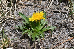 Taraxacum ceratophorum