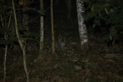 Panthera pardus delacouri