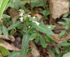 Lepidagathis incurva