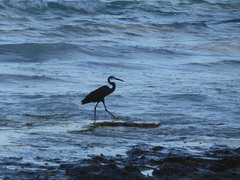 Egretta garzetta dimorpha