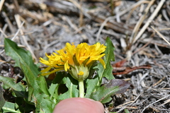Taraxacum ceratophorum
