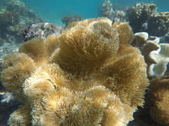 Stichodactyla mertensii