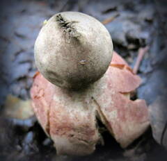 Geastrum rufescens