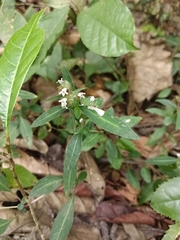 Lepidagathis incurva