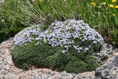 Phlox condensata