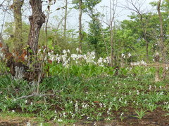Chlorophytum tuberosum