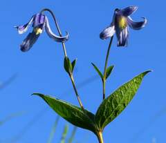 Clematis integrifolia