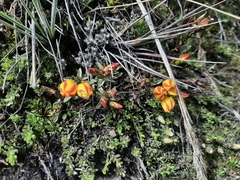 Gentianella hirculus