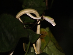 Ahaetulla mycterizans