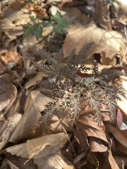 Sceptridium dissectum dissectum