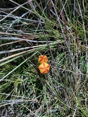 Gentianella hirculus