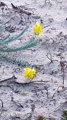 Linaria