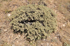 Astragalus microcephalus