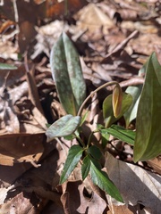 Erythronium umbilicatum