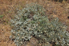 Astragalus kurdicus